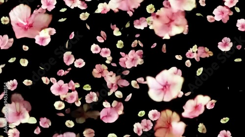 Wallpaper Mural Magical Cherry Blossom Snowfall Animation with Looping Effect on a Dark Background Torontodigital.ca