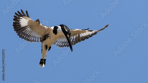 Pied Kingfisher (Bontvisvanger) (Ceryle rudis) hovering over the river ) near Skukuza in the Kruger National Park, Mpumalanga, South Africa