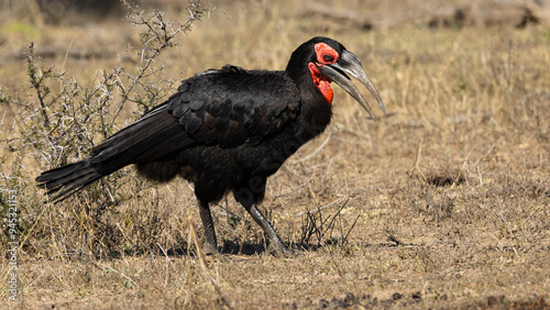 Southern Ground Hornbill (Bucorvus leadbeateri) (Bromvoël) near Skukuza in the Kruger National Park, Mpumalanga, South Africa photo