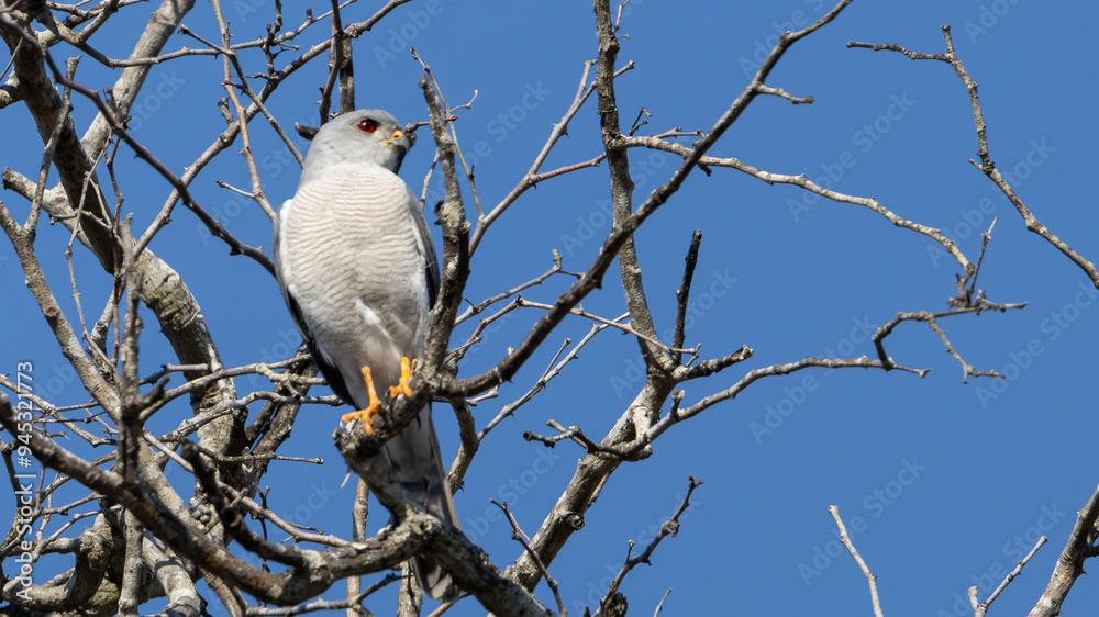 Shikra (Gebande Sperwer) (Accipiter badius) near Skukuza in the Kruger National Park, Mpumalanga, South Africa Shikra (Gebande Sperwer) (Accipiter badius) near Skukuza in the Kruger National Park, Mpumalanga, South Africa
