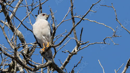 Shikra (Gebande Sperwer) (Accipiter badius) near Skukuza in the Kruger National Park, Mpumalanga, South Africa photo