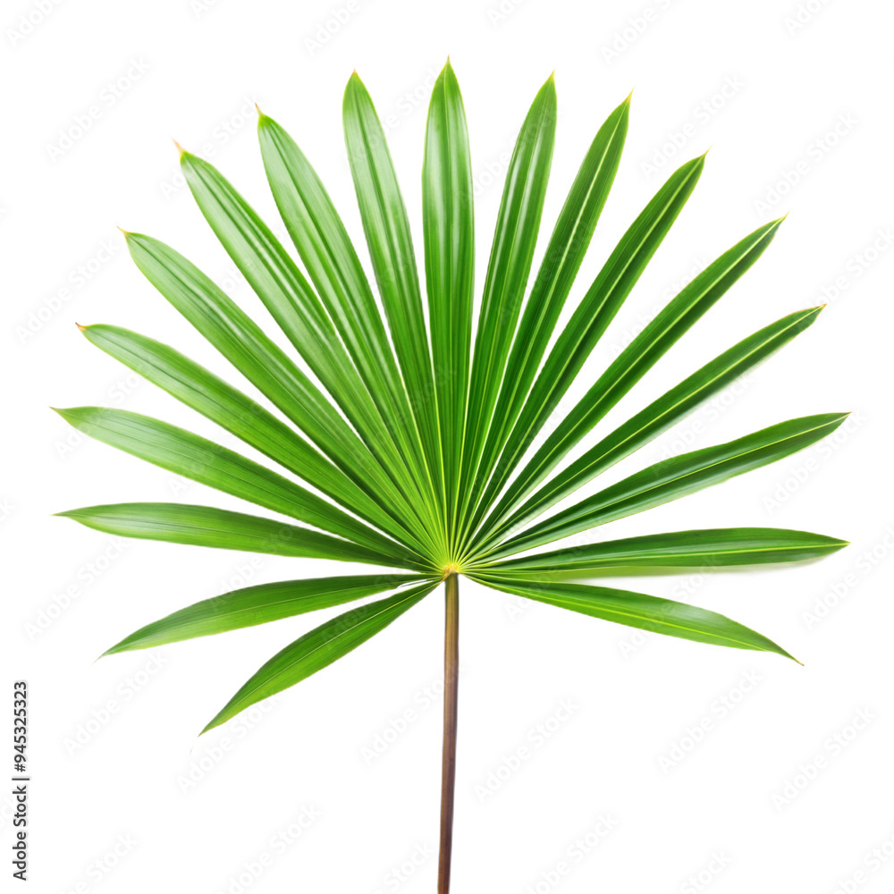 Papartnik leaf on transparent background Papartnik leaf on transparent background