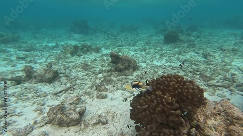 Colorful Picasso triggerfish (Rhinecanthus aculeatus) swims near the seabed with other fish around. Clear waters of the Maldives enhance the vibrant marine life as the fish moves closely to the camera photo