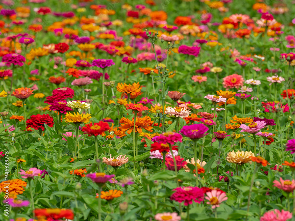 Flower meadow under a clear summer sky in color field Flower meadow under a clear summer sky in color field