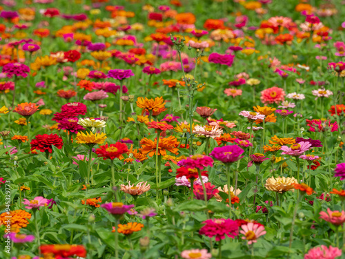 Flower meadow under a clear summer sky in color field
