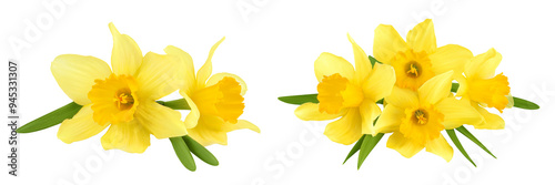 Daffodil flower or narcissus isolated on white background with full depth of field