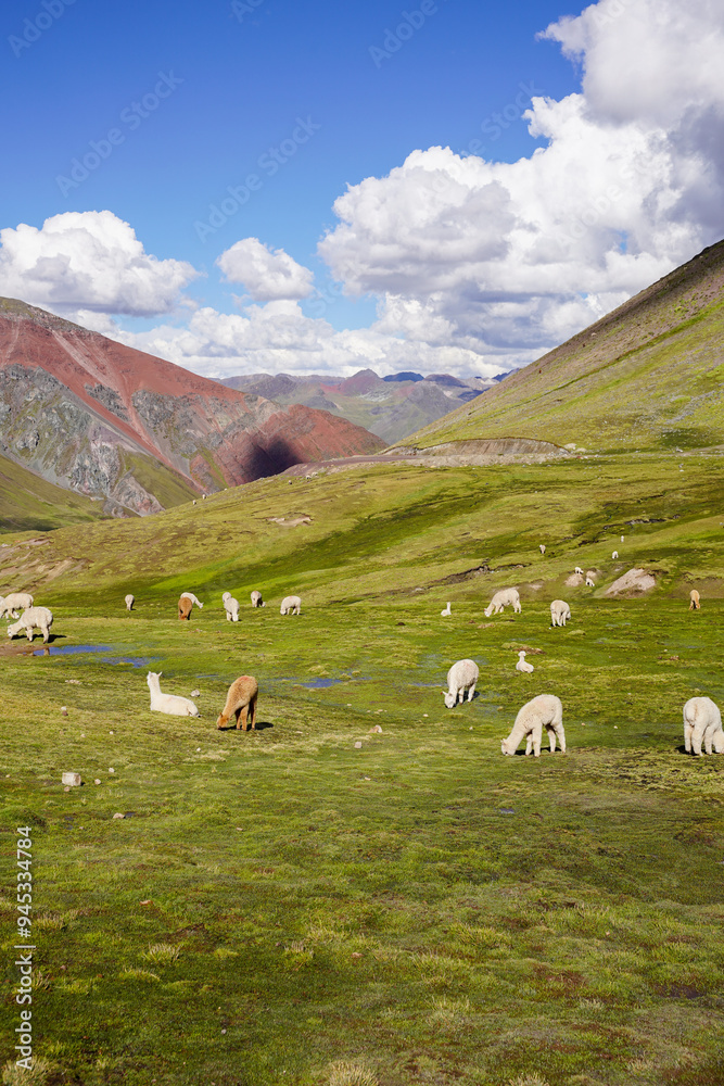 Naklejka premium Alpacas Grazing around Rainbow Mountain, Cusco, Peru