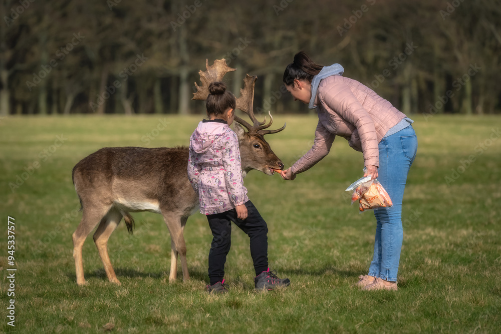 Mother and daughter feeding carrots to Fallow Deer with large antlers, with blurred forest and field in background in Phoenix Park, Dublin, Ireland