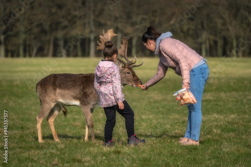 Obraz na płótnie Mother and daughter feeding carrots to Fallow Deer with large antlers, with blurred forest and field in background in Phoenix Park, Dublin, Ireland w salonie