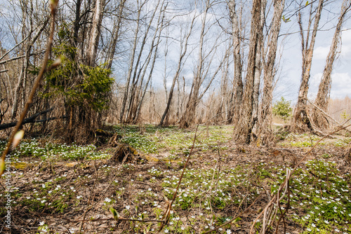 White anemone flowers in spring forest. Spring nature background. Beautiful nature landscape. Glade of anemone nemorosa.