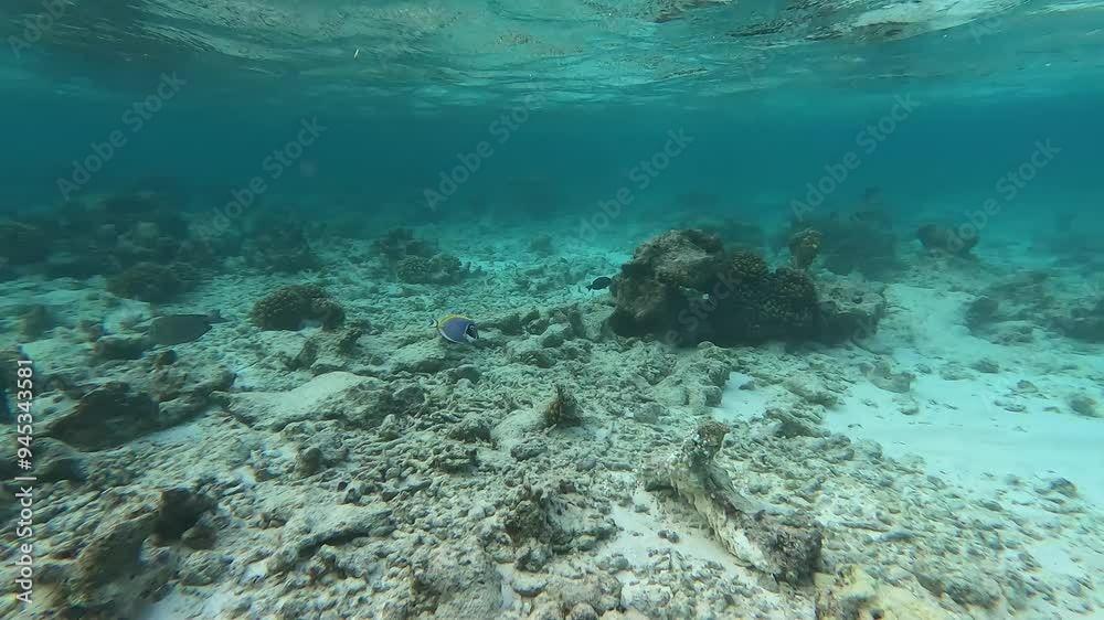 Diving in shallow waters of the Maldives shows sandy seabed with stones and coral. Fish swim around in the clear water. Diving in shallow waters of the Maldives shows sandy seabed with stones and coral. Fish swim around in the clear water.
