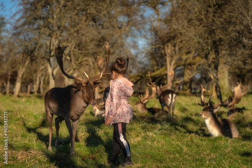 Young girl feeding heard of Fallow Deer with large antlers, with blurred forest and other animals in the background in Phoenix Park, Dublin, Ireland