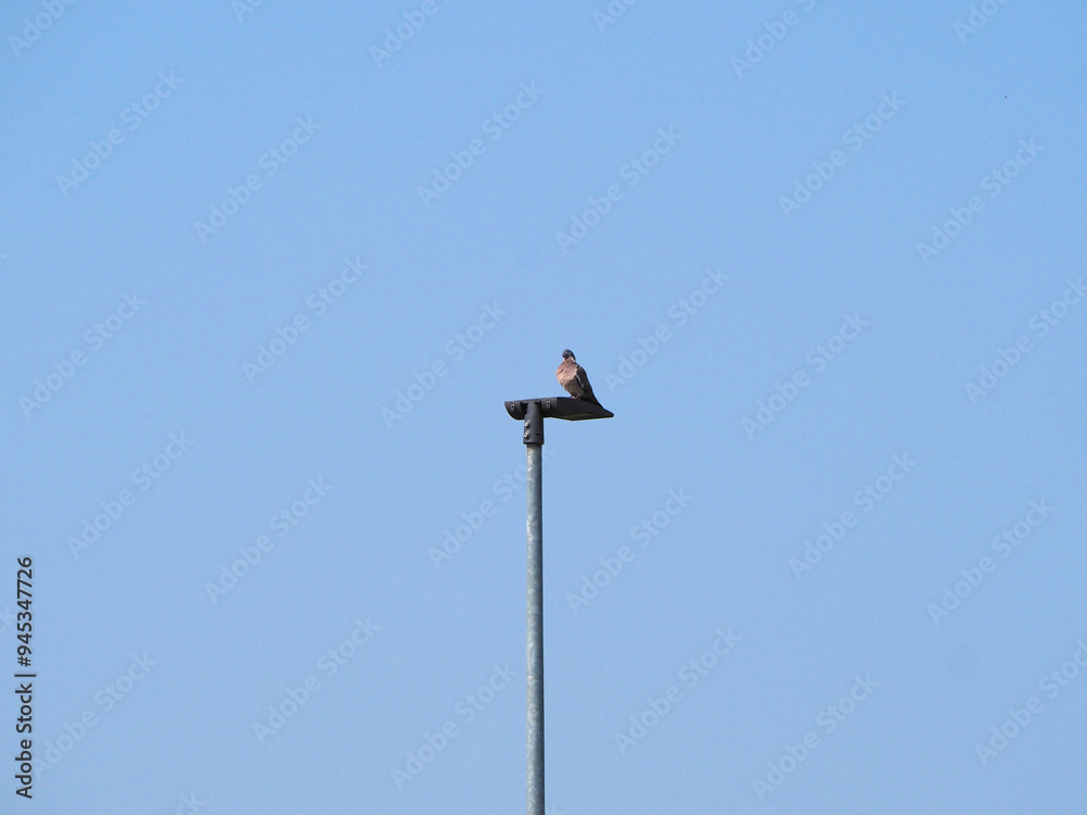 wood pigeon bird on a lamp post wood pigeon bird on a lamp post