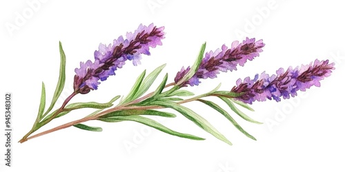 Vervain watercolor illustration isolated on white background 