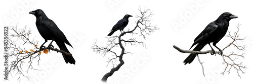 Three Black Ravens Perched on Bare Branches