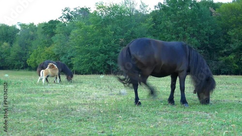 Small size cute pony horse with cub ,  on green pasture , grazing at sunset , calm rural scenery. photo