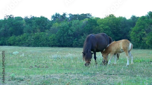 Small size cute pony horses with cub , scattered on green pasture , grazing at sunset , calm rural scenery. photo