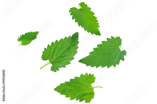 Few fresh melissa leaves isolated on white background. Kitchen herb