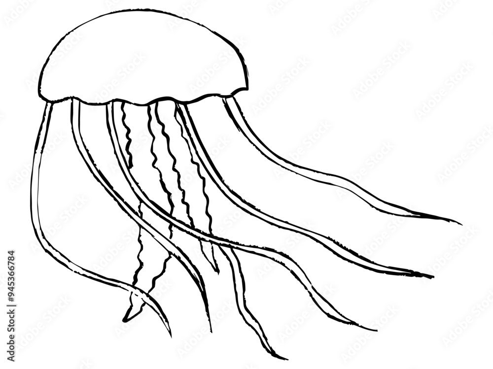hand drawn illustration of jelly fish