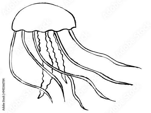 hand drawn illustration of jelly fish