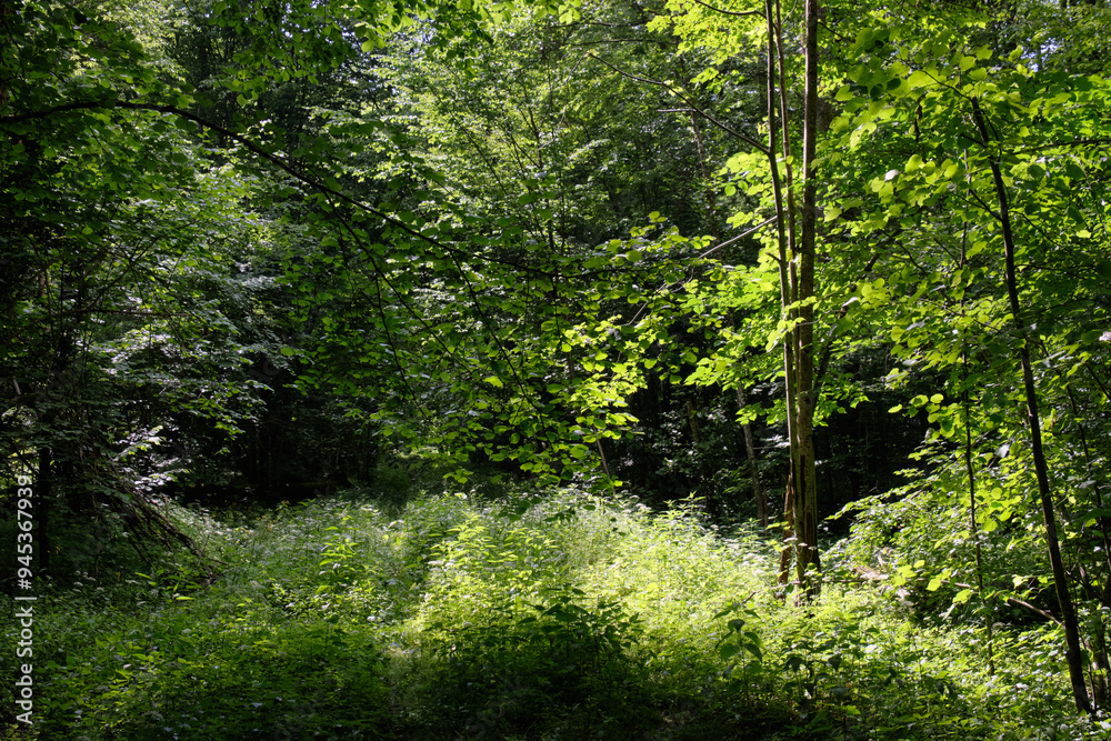 Obraz premium Springtime deciduous stand with old trees