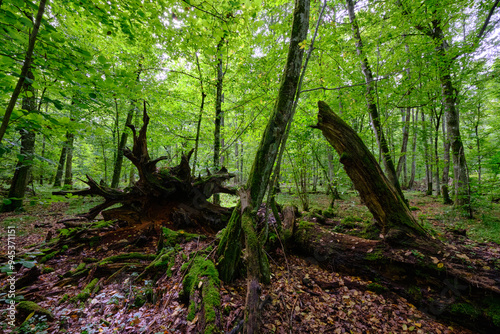 Summertime deciduous forest with broken old trees