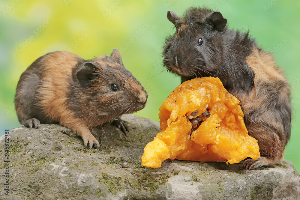 Vivid Can Guinea Pigs Eat Papaya Wallpaper for Mobile Vivid Can Guinea Pigs Eat Papaya Wallpaper for Mobile