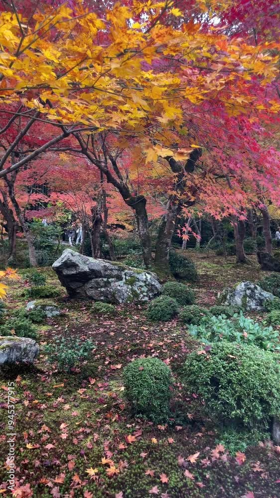 Fall season in Japan, panning shot showing autumn leaves changing color at the beautiful Japanese gardens of Enko-ji temple in Kyoto. Fall season in Japan, panning shot showing autumn leaves changing color at the beautiful Japanese gardens of Enko-ji temple in Kyoto.