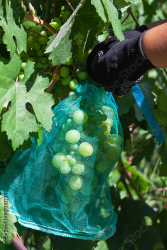 A farmer tends to the grape harvest in a vineyard. Caring for grape bushes. Pinching and pruning grapes. photo