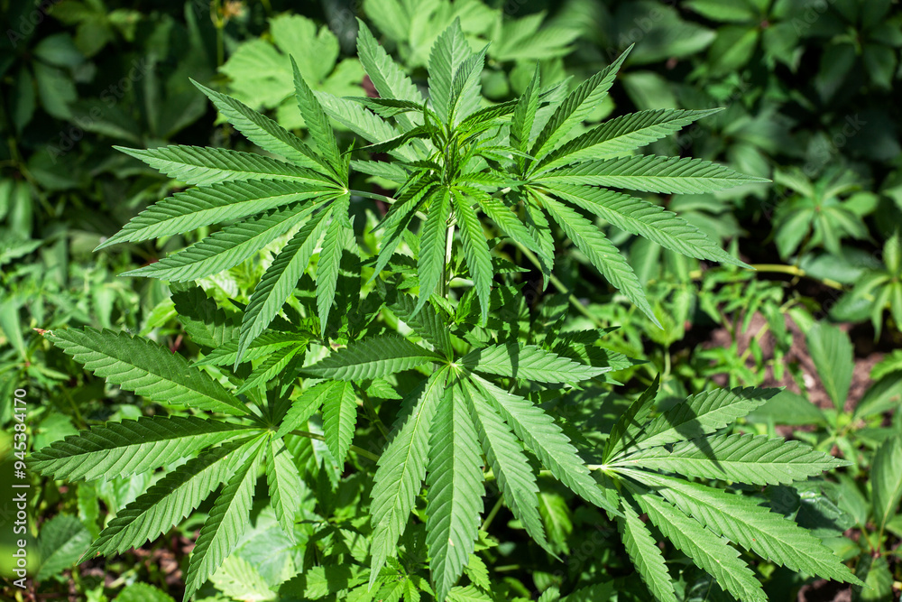 Young bush cannabis plants growing in a field. close-up Young bush cannabis plants growing in a field. close-up