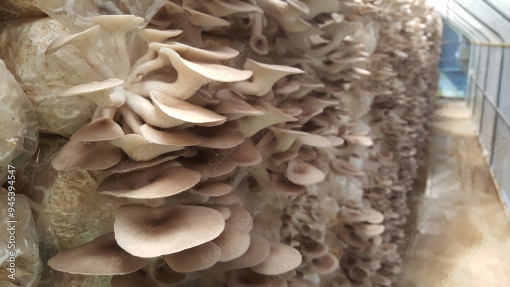 Brown oyster mushrooms are growing in farm. Oyster mushrooms closeup grown in Greenhouse mushrooms. mushroom cultivation