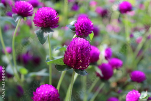 Globe amaranth beautiful purple flowers
