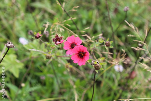 Potentilla nepalensis or Nepal cinquefoil photo