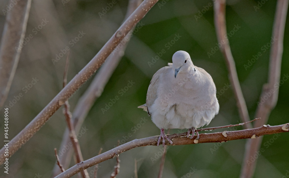 Fototapeta premium Collared Dove - Streptopelia decaocto, Crete