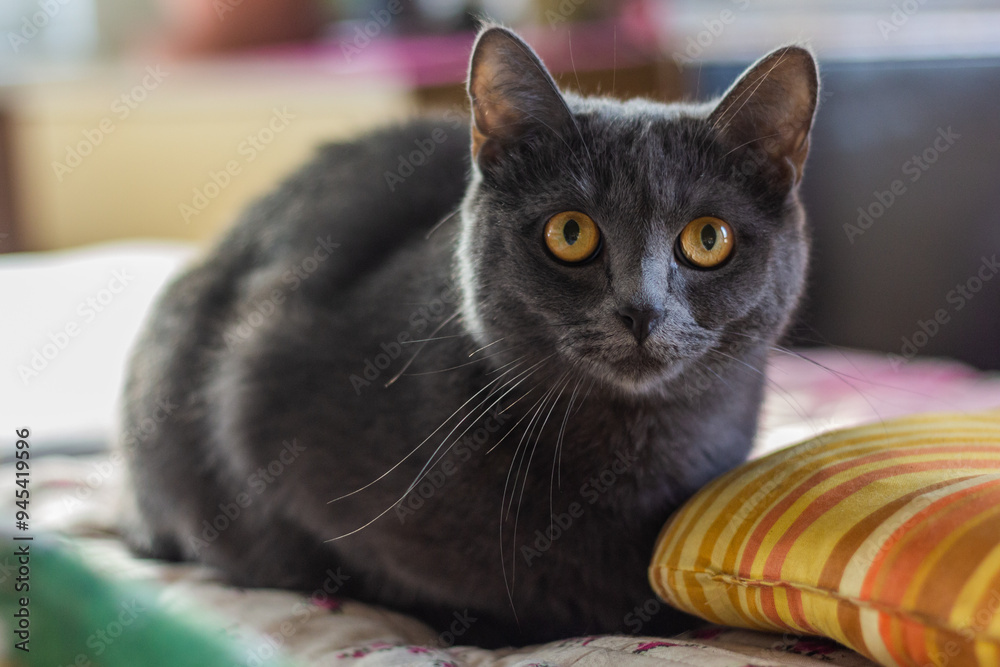 Naklejka premium Portrait of a gray fluffy cat