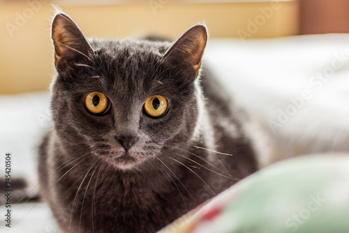 Wallpaper Mural Portrait of a gray fluffy cat Torontodigital.ca
