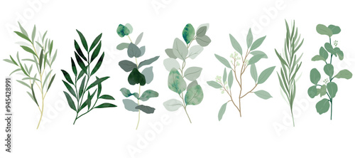 Collection of botanical elements in green color. Set of eucalyptus leaf, branches, leaves and herb with watercolor. Hand drawn of foliage vectors for wedding decor, website, graphic and shop.