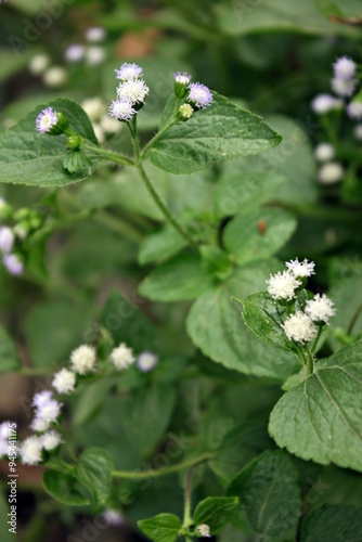 Very beautiful bandotan leaves with small flowers photo