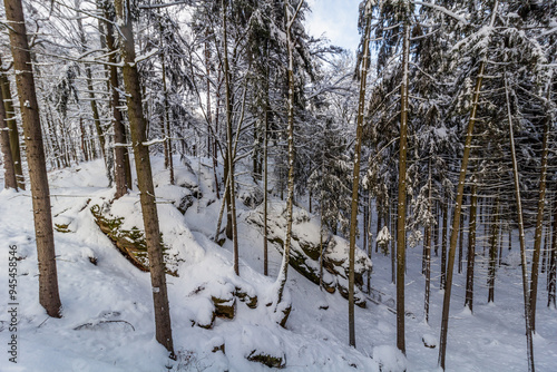 Winter view of a snow covered forest in Prachovske skaly rocks in Cesky raj (Czech Paradise) region, Czech Republic photo