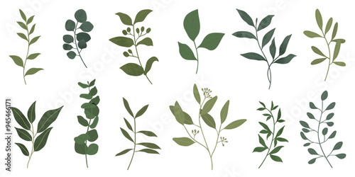 Collection of botanical elements in green color. Set of eucalyptus leaf, branches, leaves and herb with watercolor. Hand drawn of foliage vectors for wedding decor, website, graphic and shop.