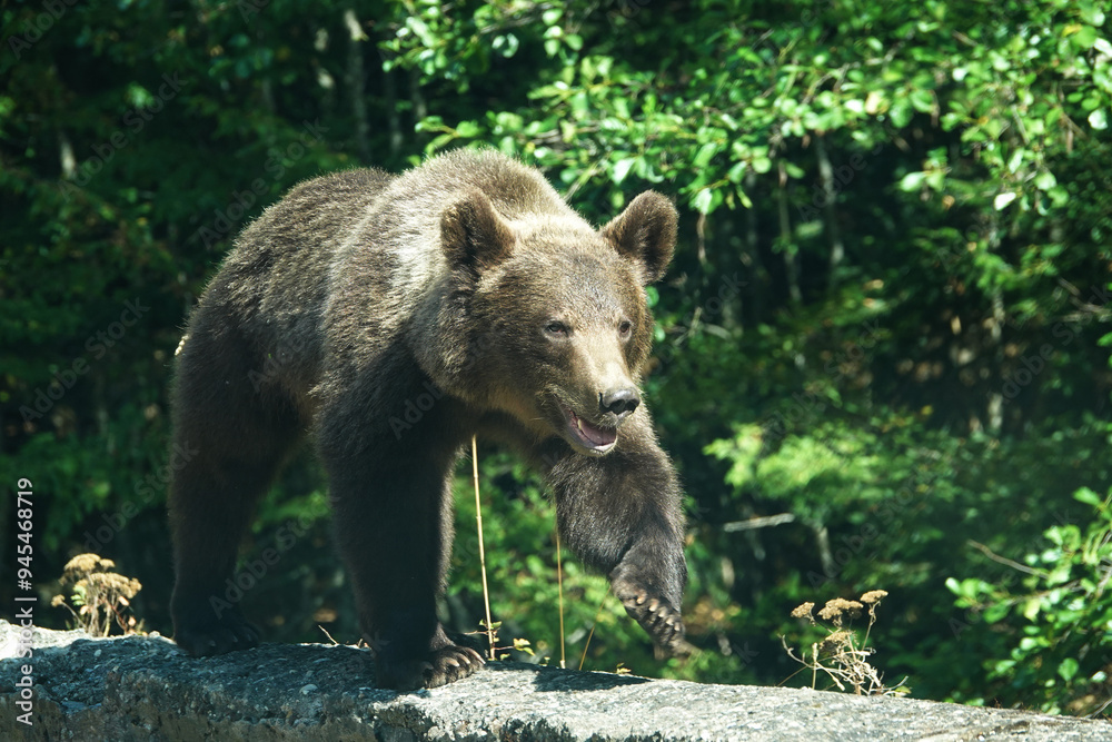 Fototapeta premium brown bear cub in the wild