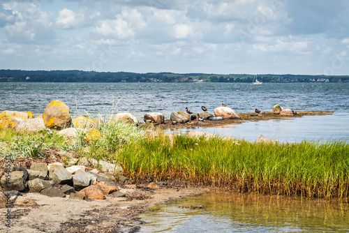 Shelducks and other waterfowl in a nature reserve on the Baltic Sea. photo