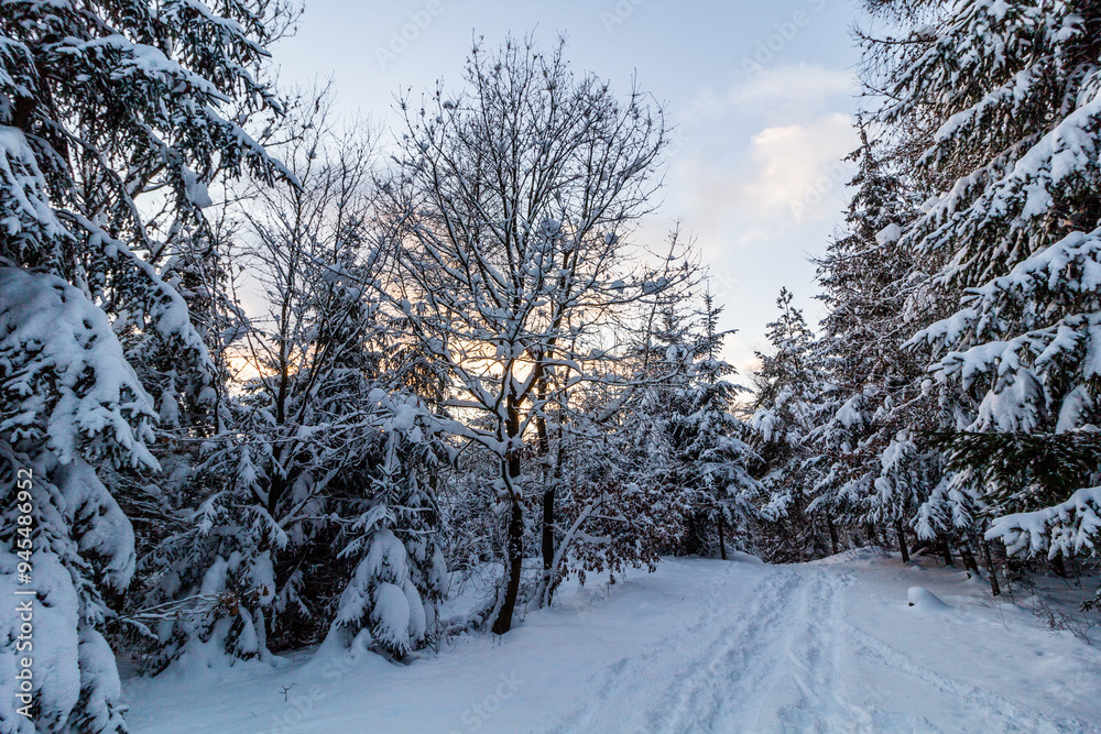 Obraz premium Winter view of a path in Prachovske skaly rocks in Cesky raj (Czech Paradise) region, Czech Republic