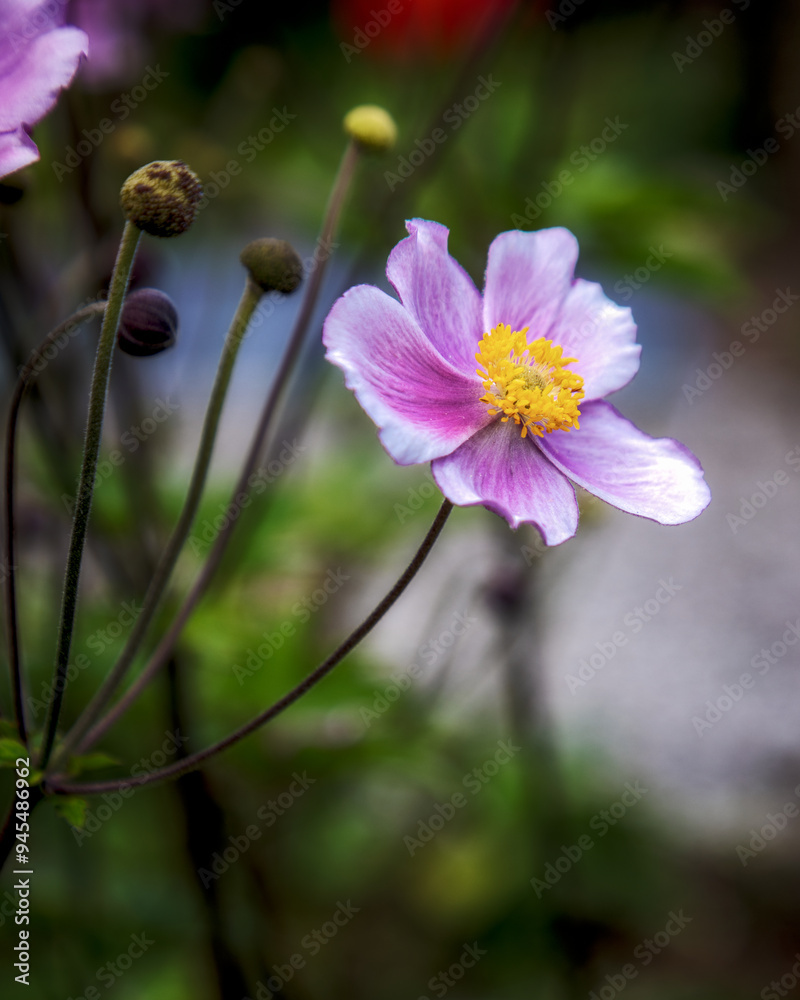 Fototapeta premium flower in the garden