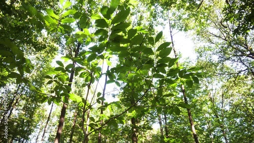 feuilles naturelles dans un parc.