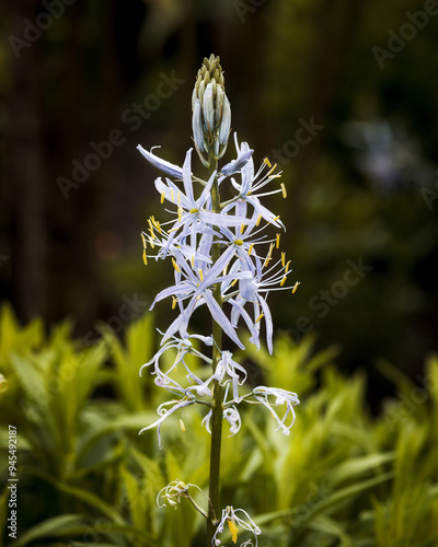 Camassia Scilloides in garden photo