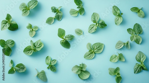 Fresh green herbs spread out on a light blue surface for culinary use