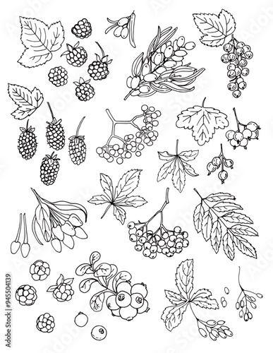 Vector sketch food. Berries sketch vector food. Blackberry, Currant, sea buckthorn, maiden grapes, mountain ash, goji, boysenberry, jostaberry