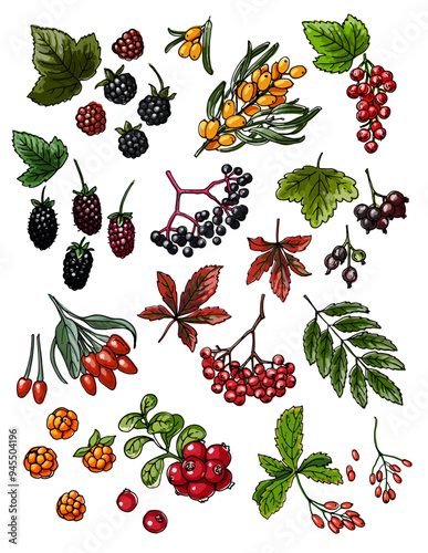 Vector sketch food. Berries sketch vector food. Blackberry, Currant, sea buckthorn, maiden grapes, mountain ash, goji, boysenberry, jostaberry