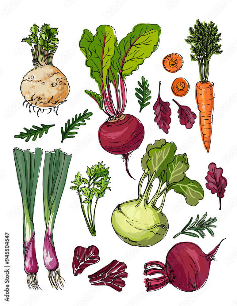 Vector sketch food. Vegetables and herbs. Beets, onions, celery, carrots